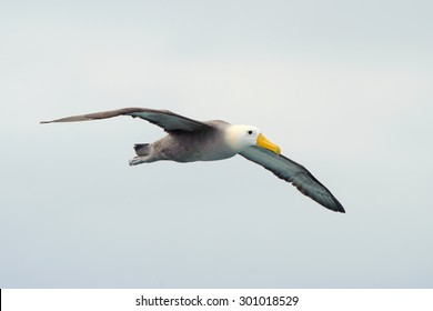 A Waved Albatross Flying (Phoebastria Irrorata)