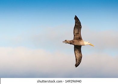 Waved albatross flying showing its large wingspan.