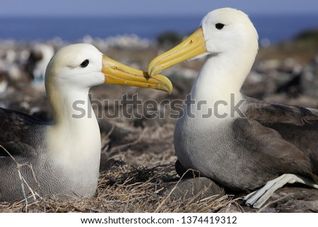 waved albatross in Galapagos