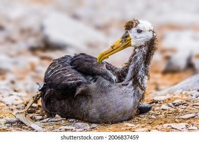 Waved Albatross Is The Largest Bird In Galapagos With A Wingspan Of Up To Two And A Half Metres