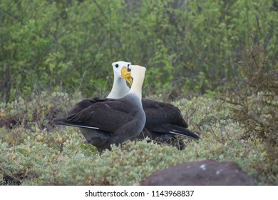 Waved Albatross Pair Courting Espanola Island Galapagos
