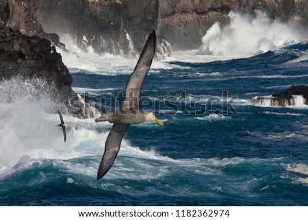 Waved Albatross (Phoebastria irrorata), also known as Galapagos Albatross, on the coast of Isabela Island in the Galapagos Islands, Ecuador.