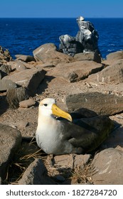 Waved Albatross Galápagos Albatross Phoebastrria Irrorata At Galápagos National Park Galápagos Islands UNESCO World Heritage Site Ecuador America