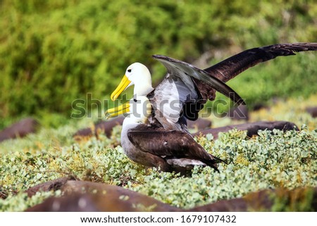 Waved albatrosses doing courtship ritual on Espanola Island, Galapagos National park, Ecuador. The waved albatross breeds primarily on Espanola Island.