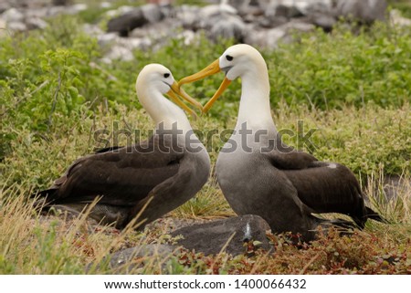 Waved Albatrosses (Phoebastria irrorata) courting on Esopanola Island, their only breeding location in the world - Galapagos