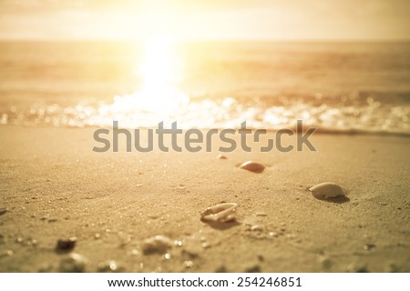 Waves approaching sea shells lying on sand during sunrise. Vintage filter