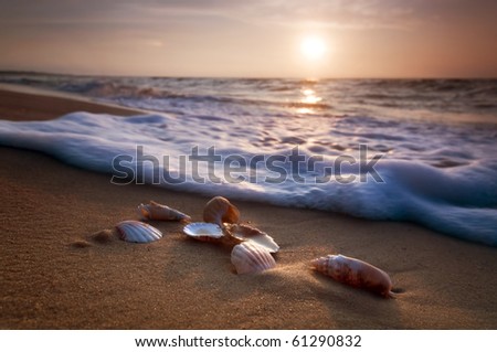 Waves approaching sea shells lying on sand during sunset