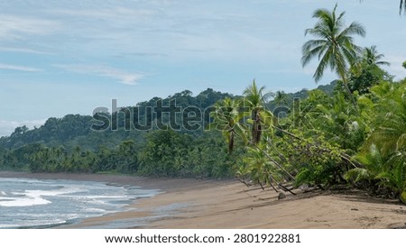 Waves gently breaking on a sandy beach backed by lush green jungle and palm trees