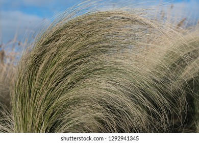 The waves of last year's grass in the spring. 