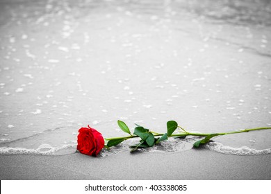 Waves washing away a red rose from the beach. Concept of romantic love, romance, but may also symbolize a loss, melancholy, memory of the past etc. Color against black and white