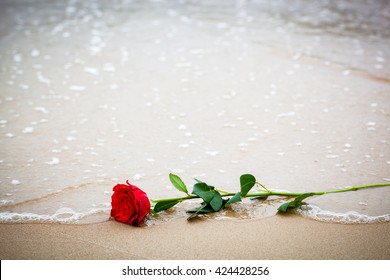 Beach Rose High Res Stock Images Shutterstock
