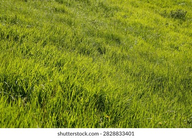 Wavey green grass in the wind