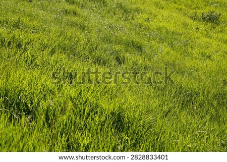 Wavey green grass in the wind