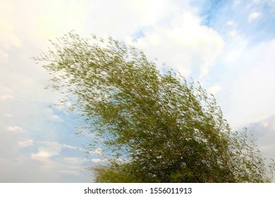 Waving Bamboo Trees against Blowing Wind 