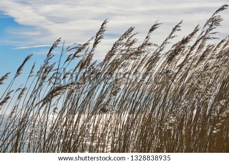 Similar – Image, Stock Photo marram grass Marram grass