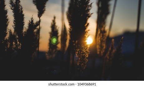 Waving stems of reed in winter against sunset background