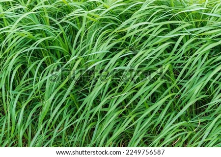 Waving wildgrass background. Fresh green grass background