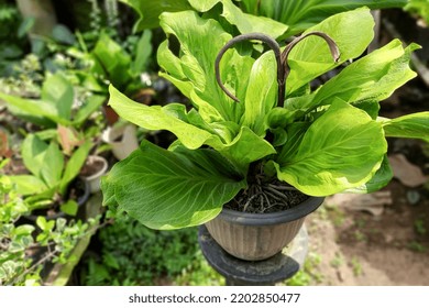 Wavy Broad Leaf Anthurium, Elegant Ornamental Plant