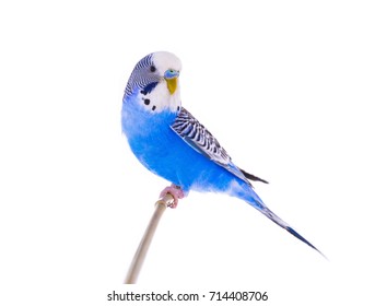 Wavy Budgie Sitting On Stick Isolated Stock Photo (edit Now) 714408706