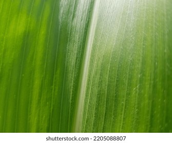 Wavy Green Corn Leaf (Zea Mays) In Sunlight (macro, Diagonal, Texture).