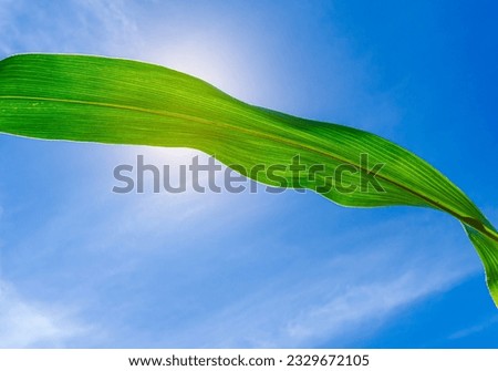 Wavy green leaf of corn against blue sky, illuminated by the sun
