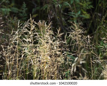 Royalty Free Wavy Hair Grass Stock Images Photos Vectors