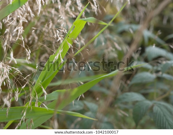 Wavy Hairgrass Deschampsia Flexuosa Stock Image Download Now