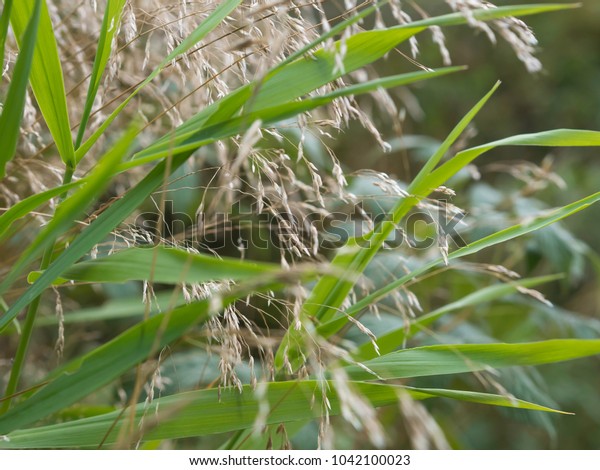 Wavy Hairgrass Deschampsia Flexuosa Stock Photo Edit Now 1042100023