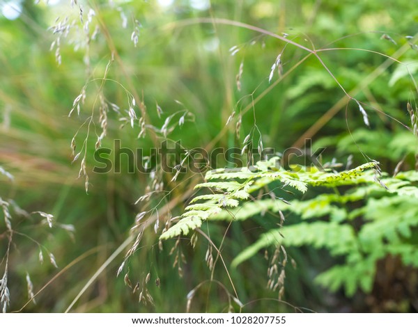 Wavy Hairgrass Deschampsia Flexuosa Ferns Stock Photo Edit Now
