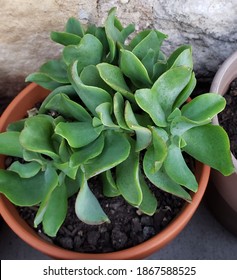 wavy jade plant succulent indoor plant 