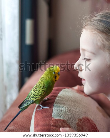 Wavy parrot on the pillow. Parrot next to a little girl. The yellow green parrot.