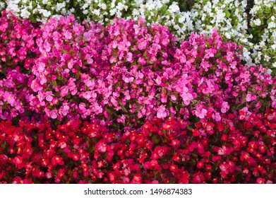 Wax Begonia In The Garden