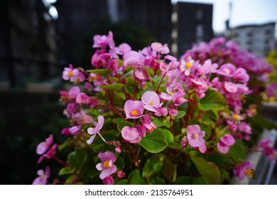 Wax Begonia. Small Clump Perennial Herb, Plant Height Is About 10-15 Cm.