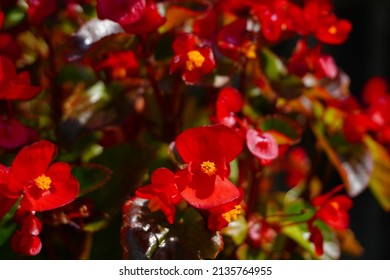 Wax Begonia. Small Clump Perennial Herb, Plant Height Is About 10-15 Cm.