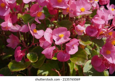 Wax Begonia. Small Clump Perennial Herb, Plant Height Is About 10-15 Cm.