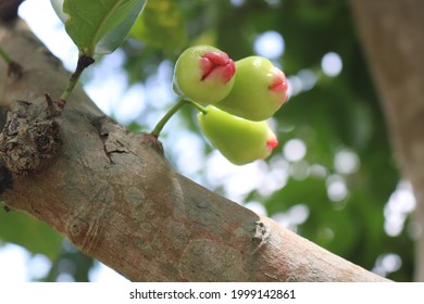 Wax Jambu Fruits Grown On Tree,Champoo