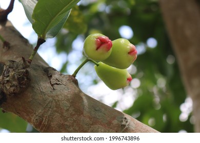 
Wax Jambu, Water Apple, Syzygium Javanicum,Champoo.
