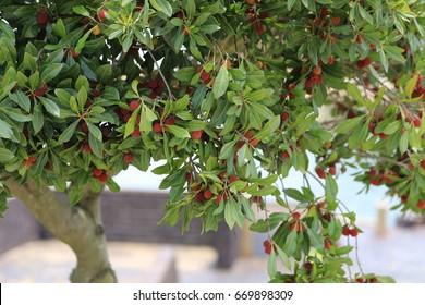 Wax Myrtle