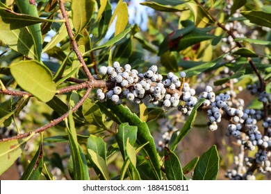 The Wax Myrtle or Bayberry (Myrica cerifera) is an evergreen shrub native to moist areas in coastal United States from New Jersey to Florida to Texas. Its berries are a food source for birds.