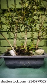 Wax Myrtle Bonsai Forest 5-year-old