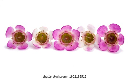 Wax Myrtle Isolated On White Background