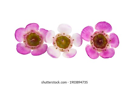 Wax Myrtle Isolated On White Background