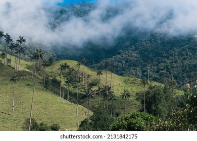 Wax Palm In The Cocora Valley