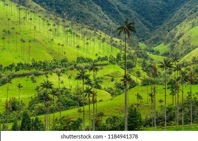 Wax Palm Trees, Native To The Humid Montane Forests Of The Andes, Towering The Landscape Of Cocora Valley At Salento, Among The Coffee Zone Of Colombia.