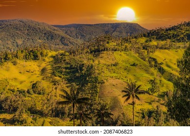 Wax Palm Trees, Native To The Humid Montane Forests Of The Andes, Towering The Landscape Of Cocora Valley At Salento, Among The Coffee Zone Of Colombia