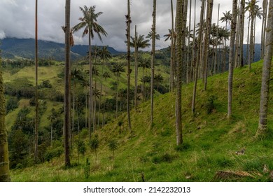 Wax Palm Trees, Native To The Humid Montane Forests Of The Andes, Towering The Landscape Of Cocora Valley At Salento, Among The Coffee Zone Of Colombia