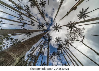 Wax Palm Trees, Native To The Humid Montane Forests Of The Andes, Towering The Landscape Of Cocora Valley At Salento, Among The Coffee Zone Of Colombia
