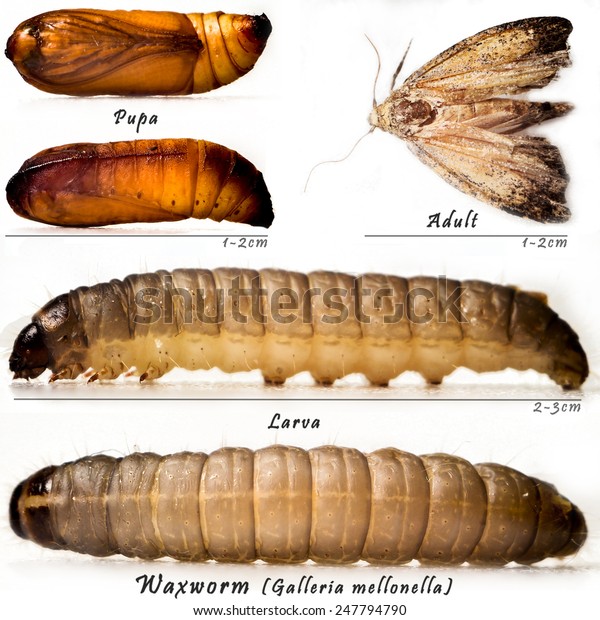 download wax worms petsmart