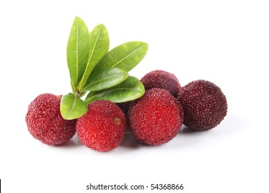 Waxberry Or Red Bayberry