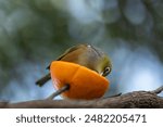 Waxeye Bird Feeding on Oranges